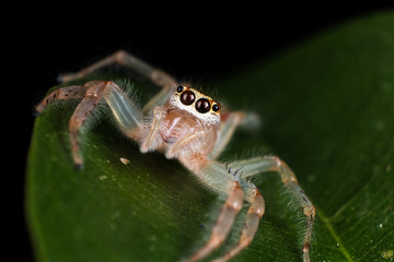 Jumping Spider on leaf extreme close up - Macro photo of jumping Spider on leaf