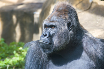 Gorilla is sitting and looking forward.