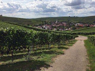 Fototapeta na wymiar vineyard in south germany
