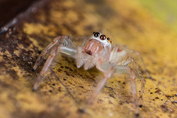 Jumping Spider on yellow leaf extreme close up - Macro photo of jumping Spider on yellow leaf