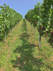 Fototapeta na wymiar red grapes hanging on the vine