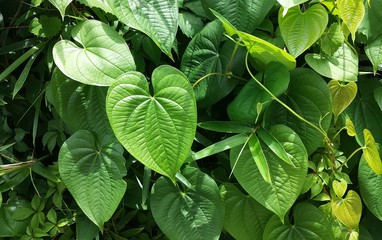 Green betel leaves in Florida zoologilcal garden, closeup - obrazy, fototapety, plakaty