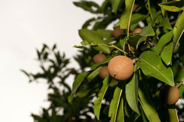 fruit on the tree
