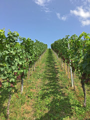Fototapeta na wymiar red grapes hanging on the vine