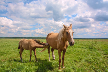 Naklejka na ściany i meble horse and foal. Mother and child. 