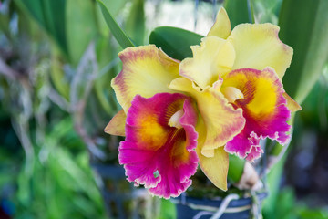 Purple cattleya orchid