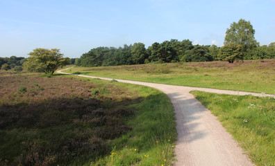 Fototapeta na wymiar Heather landscape, Utrechte heuvelrug