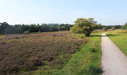 Heather landscape, Utrechtse heuvelrug