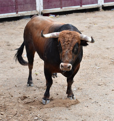 toro