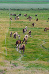 Naklejka na ściany i meble A herd of horses walks the field. 