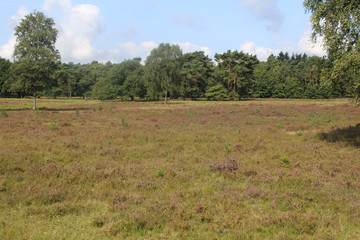 Heather landscape, Utrechte heuvelrug