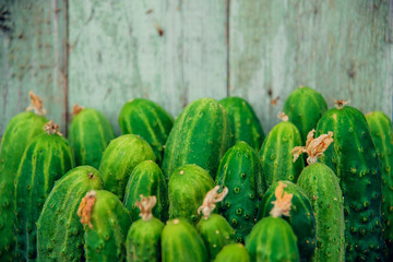 Pile of fresh organic cucumbers on a market