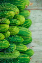 a lot of green dirty cucumber on the supermarket shelf