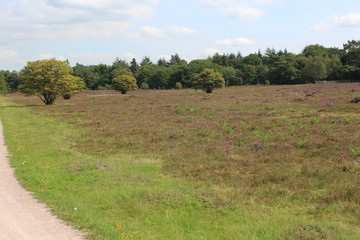 Heather landscape, Utrechte heuvelrug