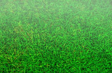 Obraz na płótnie Canvas Top view of green lawn and partially covered with fog.
