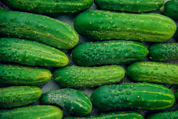 a lot of green dirty cucumber on the supermarket shelf