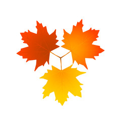 Vector leaves isolated on white background. Vector illustration of three colorful leaves.