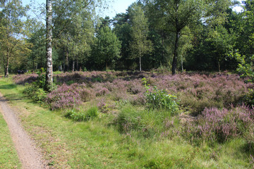 Heather landscape, Utrechte heuvelrug