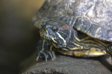 Turtle Close up, Central Park Zoo