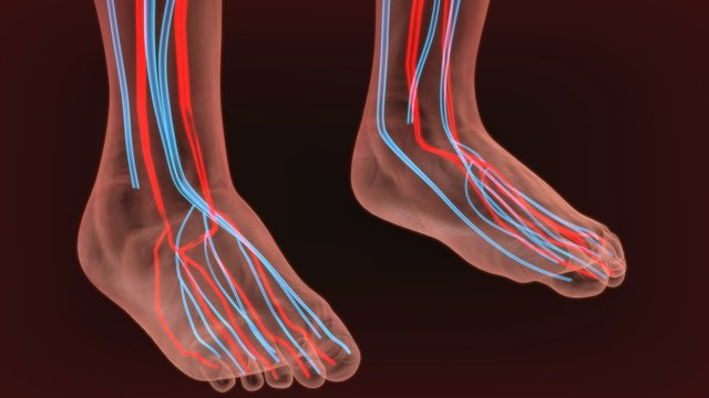 Medically accurate anatomy illustration of human feet legs with nervous and blood system. Educational x-ray style illustration.