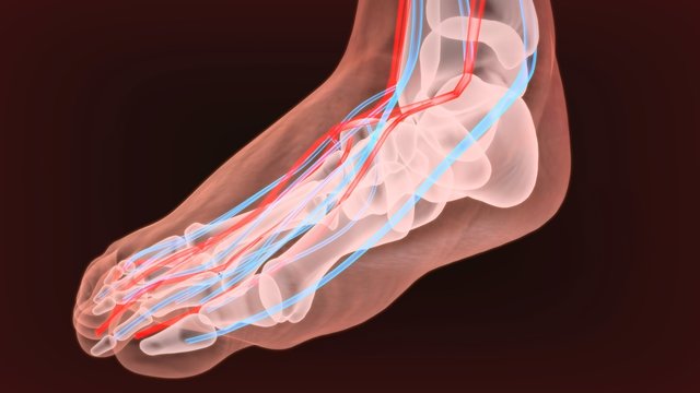 Medically accurate anatomy illustration of human feet legs with nervous and blood system. Educational x-ray style illustration.