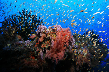 Naklejka na ściany i meble Beautiful tropical coral reef