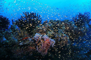 Fototapeta na wymiar Beautiful tropical coral reef