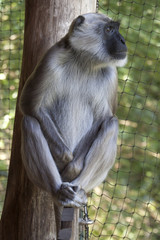 Gray langur monkey