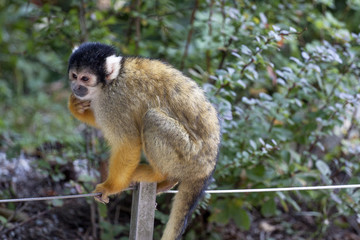 Naklejka na ściany i meble Sitting squirrel monkey in the zoo