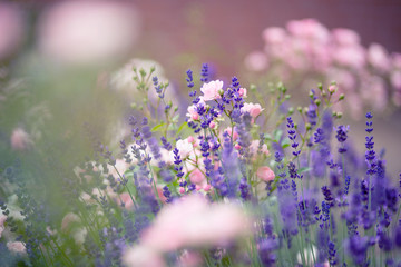 Rosen & Lavendel