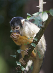 Obraz premium Eating squirrel monkey