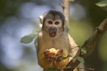 Eating squirrel monkey