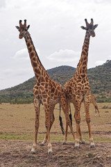 Naklejka na ściany i meble Two giraffes in Africa