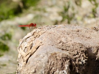 Red Dragonfly