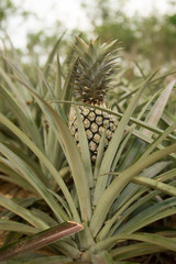 Obraz premium Pineapple plant, tropical fruit growing in a farm, Thailand