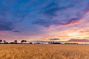 Fototapeta na wymiar Summer sunset over wheat field