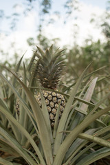 Obraz premium Pineapple plant, tropical fruit growing in a farm, Thailand