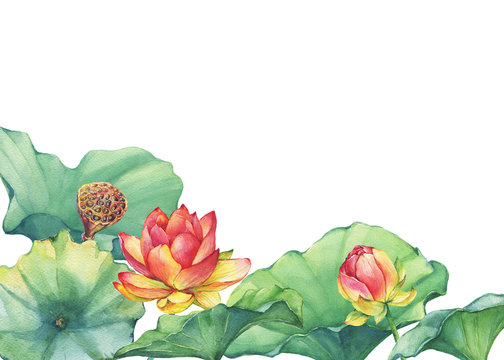 Poster, composition of pink lotus flower with leaves, seed head, bud (water lily, Indian lotus, sacred lotus, Egyptian lotus). Watercolor hand drawn painting illustration isolated on white background.