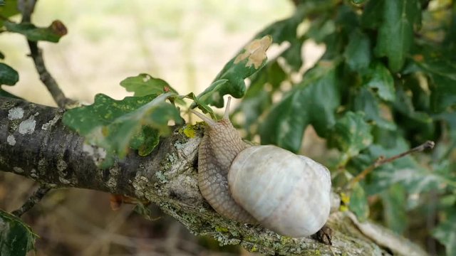 escargot sur une branche expos&eacute; au vent