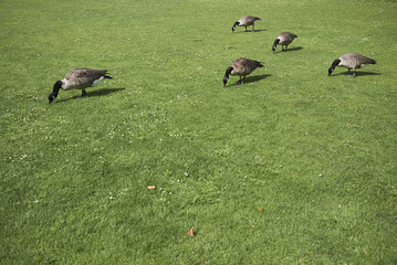 Ducks