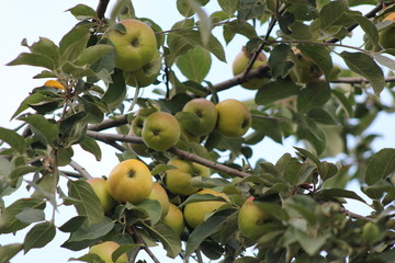 Natural green apples on tree in orchard