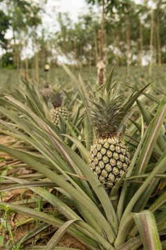 Pineapple plant, tropical fruit growing in a farm, Thailand