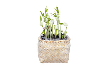 beans plant in basket isolated on the white backgrounds