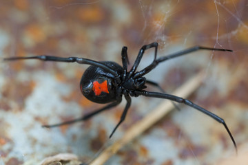 Species Latrodectus mactans. Black widow spider. 