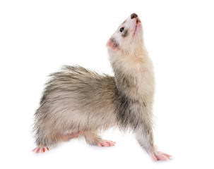 ferret in studio