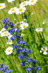 wild flowers honey. Beautiful meadow with wild flowers.