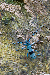 Rosalia alpina - Longhorn beetle - Rosalia longicorn