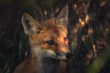 Fox's big eyes