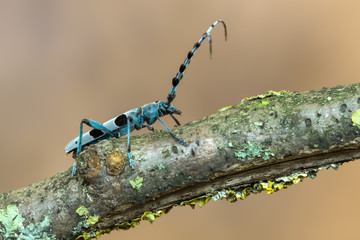 Rosalia alpina - Longhorn beetle - Rosalia longicorn