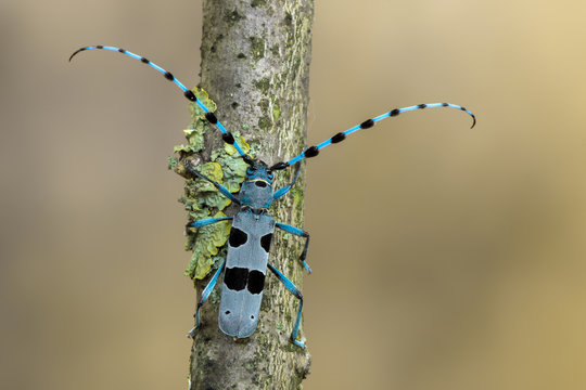 Rosalia alpina - Longhorn beetle - Rosalia longicorn
